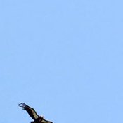 California Condor
